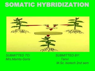 SOMATIC HYBRIDIZATION
SUBMITTED TO: SUBMITTED BY:
Mrs.Mamta Garla Tanvi
M.Sc. biotech 2nd sem
 