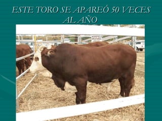 ESTE TORO SE APAREÓ 50 VECES AL AÑO   