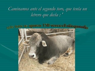 Caminamos ante el segundo toro, que tenía un letrero que decía : '   este toro se apareo 150 veces el año pasado 