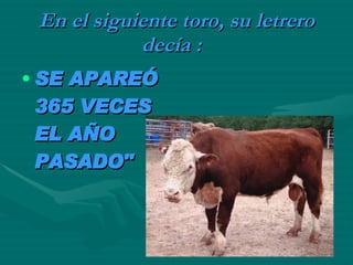 En el siguiente toro, su letrero decía :     SE APAREÓ 365 VECES EL AÑO PASADO"   