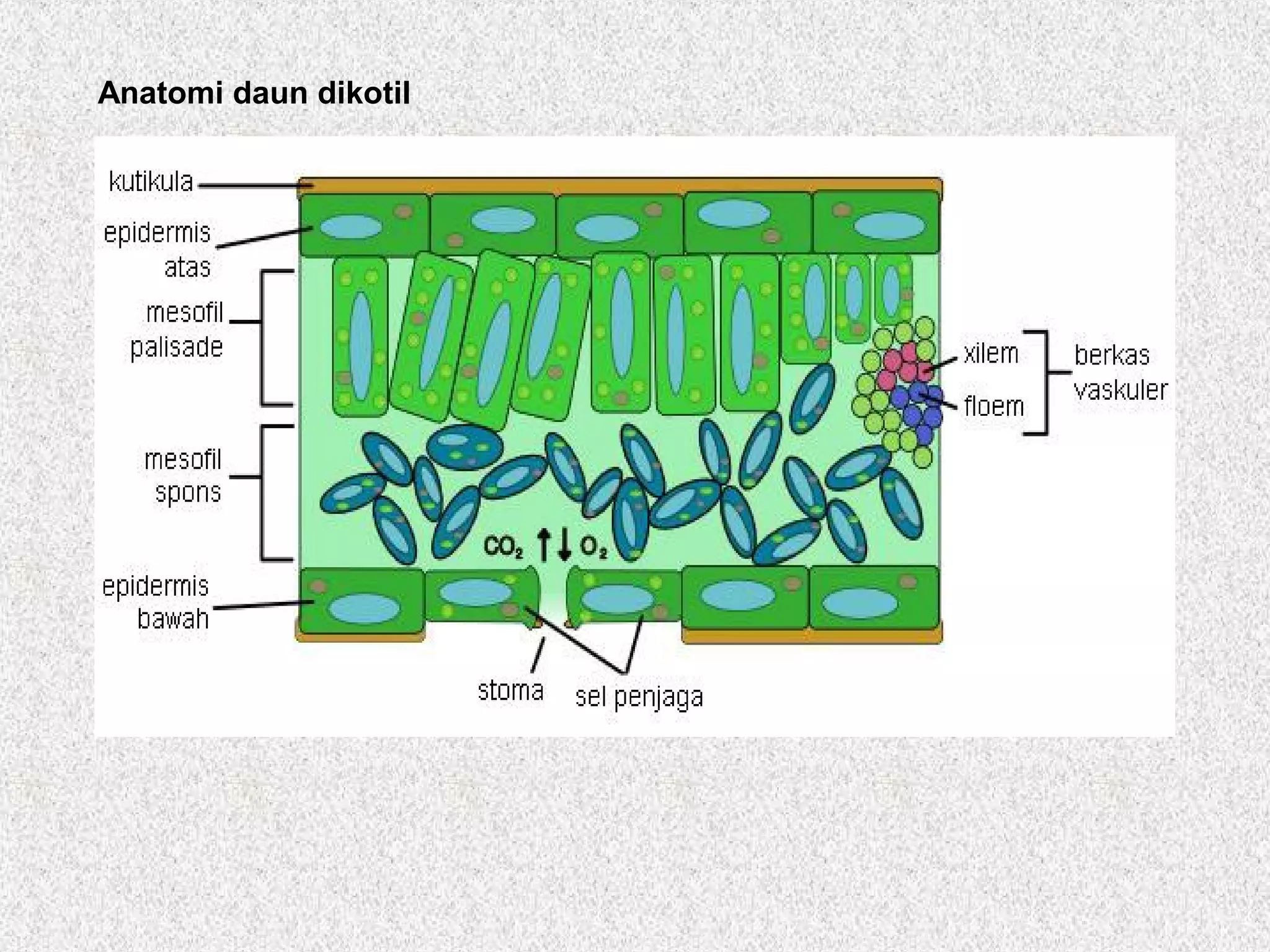 Anatomi daun dikotil
 