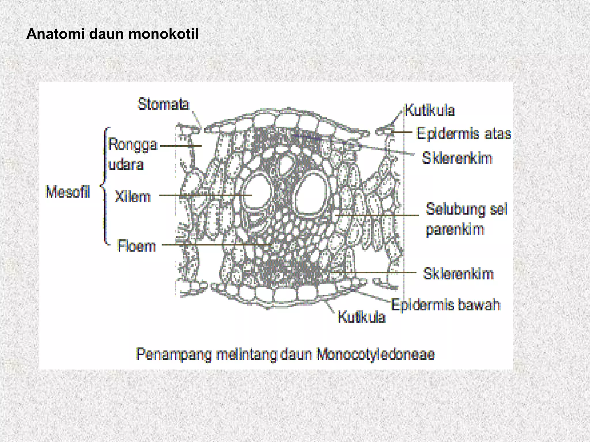 Anatomi daun monokotil
 