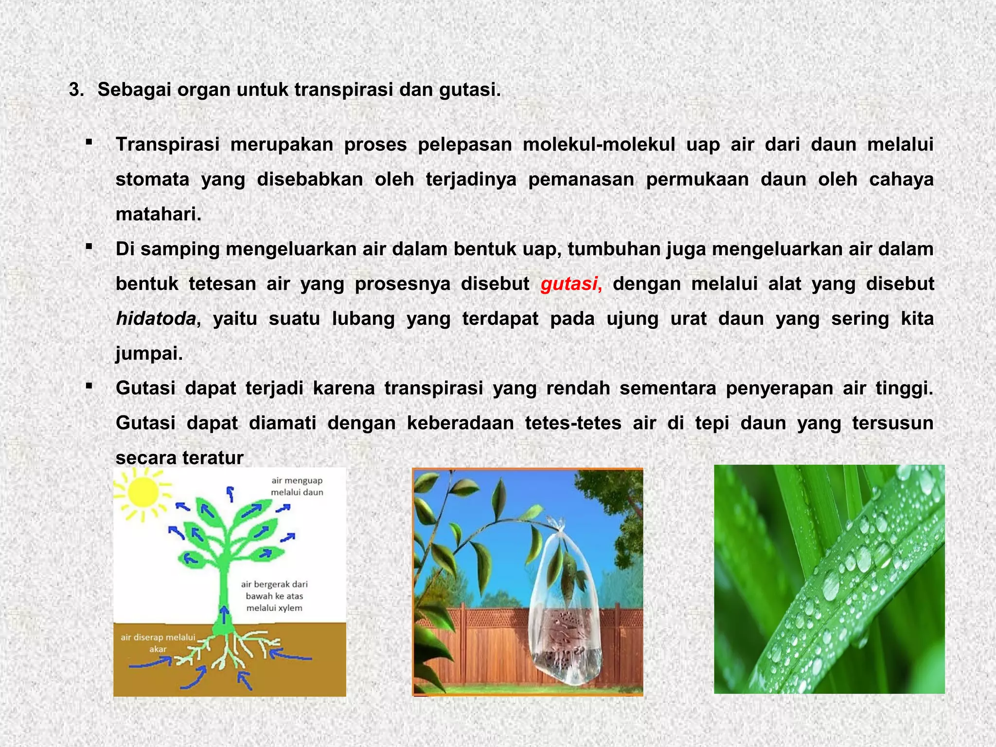 3. Sebagai organ untuk transpirasi dan gutasi.
 Transpirasi merupakan proses pelepasan molekul-molekul uap air dari daun melalui
stomata yang disebabkan oleh terjadinya pemanasan permukaan daun oleh cahaya
matahari.
 Di samping mengeluarkan air dalam bentuk uap, tumbuhan juga mengeluarkan air dalam
bentuk tetesan air yang prosesnya disebut gutasi, dengan melalui alat yang disebut
hidatoda, yaitu suatu lubang yang terdapat pada ujung urat daun yang sering kita
jumpai.
 Gutasi dapat terjadi karena transpirasi yang rendah sementara penyerapan air tinggi.
Gutasi dapat diamati dengan keberadaan tetes-tetes air di tepi daun yang tersusun
secara teratur
 