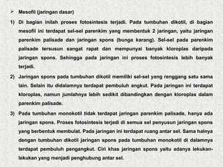  Mesofil (jaringan dasar)
1) Di bagian inilah proses fotosintesis terjadi. Pada tumbuhan dikotil, di bagian
mesofil ini terdapat sel-sel parenkim yang membentuk 2 jaringan, yaitu jaringan
parenkim palisade dan jaringan spons (bunga karang). Sel-sel pada parenkim
palisade tersusun sangat rapat dan mempunyai banyak kloroplas daripada
jaringan spons. Sehingga pada jaringan ini proses fotosintesis lebih banyak
terjadi.
2) Jaringan spons pada tumbuhan dikotil memiliki sel-sel yang renggang satu sama
lain. Selain itu didalamnya terdapat pembuluh angkut. Pada jaringan ini terdapat
kloroplas, namun jumlahnya lebih sedikit dibandingkan dengan kloroplas dalam
parenkim palisade.
3) Pada tumbuhan monokotil tidak terdapat jaringan parenkim palisade, hanya ada
jaringan spons. Proses fotosintesis terjadi di semua sel penyusun jaringan spons
yang berbentuk membulat. Pada jaringan ini terdapat ruang antar sel. Sama halnya
dengan tumbuhan dikotil jaringan spons pada tumbuhan monokotil di dalamnya
terdapat pembuluh pengangkut. Ciri khas jaringan spons yaitu adanya lekukan-
lekukan yang menjadi penghubung antar sel.
 