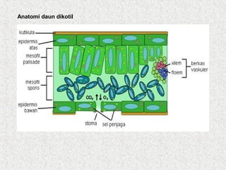 Anatomi daun dikotil
 