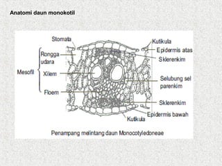 Anatomi daun monokotil
 
