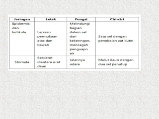 365005414 3-struktur-dan-fungsi-daun-ppt