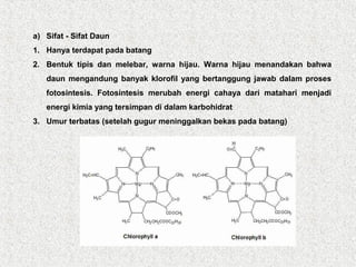 a) Sifat - Sifat Daun
1. Hanya terdapat pada batang
2. Bentuk tipis dan melebar, warna hijau. Warna hijau menandakan bahwa
daun mengandung banyak klorofil yang bertanggung jawab dalam proses
fotosintesis. Fotosintesis merubah energi cahaya dari matahari menjadi
energi kimia yang tersimpan di dalam karbohidrat
3. Umur terbatas (setelah gugur meninggalkan bekas pada batang)
 