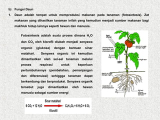 b) Fungsi Daun
1. Daun adalah tempat untuk memproduksi makanan pada tanaman (fotosintesis). Zat
makanan yang dihasilkan tanaman inilah yang kemudian menjadi sumber makanan bagi
makhluk hidup lainnya seperti hewan dan manusia.
Fotosintesis adalah suatu proses dimana H2O
dan CO2 oleh klorofil diubah menjadi senyawa
organic (glukosa) dengan bantuan sinar
matahari. Senyawa organic ini kemudian
dimanfaatkan oleh sel-sel tanaman melalui
proses respirasi untuk keperluan
pertumbuhannya (pembelahan, pemanjangan
dan diferensiasi) sehiggga tanaman dapat
berkembang dan berproduksi. Senyawa organik
tersebut juga dimanfaatkan oleh hewan
manusia sebagai sumber energi
 