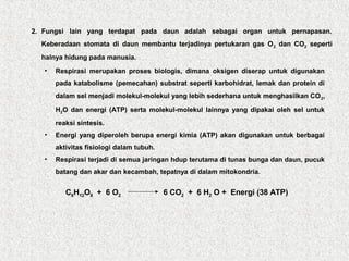 2. Fungsi lain yang terdapat pada daun adalah sebagai organ untuk pernapasan.
Keberadaan stomata di daun membantu terjadinya pertukaran gas O2 dan CO2 seperti
halnya hidung pada manusia.
• Respirasi merupakan proses biologis, dimana oksigen diserap untuk digunakan
pada katabolisme (pemecahan) substrat seperti karbohidrat, lemak dan protein di
dalam sel menjadi molekul-molekul yang lebih sederhana untuk menghasilkan CO2,
H2O dan energi (ATP) serta molekul-molekul lainnya yang dipakai oleh sel untuk
reaksi sintesis.
• Energi yang diperoleh berupa energi kimia (ATP) akan digunakan untuk berbagai
aktivitas fisiologi dalam tubuh.
• Respirasi terjadi di semua jaringan hdup terutama di tunas bunga dan daun, pucuk
batang dan akar dan kecambah, tepatnya di dalam mitokondria.
C6H12O6 + 6 O2 6 CO2 + 6 H2 O + Energi (38 ATP)
 