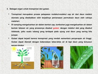 3. Sebagai organ untuk transpirasi dan gutasi.
 Transpirasi merupakan proses pelepasan molekul-molekul uap air dari daun melalui
stomata yang disebabkan oleh terjadinya pemanasan permukaan daun oleh cahaya
matahari.
 Di samping mengeluarkan air dalam bentuk uap, tumbuhan juga mengeluarkan air dalam
bentuk tetesan air yang prosesnya disebut gutasi, dengan melalui alat yang disebut
hidatoda, yaitu suatu lubang yang terdapat pada ujung urat daun yang sering kita
jumpai.
 Gutasi dapat terjadi karena transpirasi yang rendah sementara penyerapan air tinggi.
Gutasi dapat diamati dengan keberadaan tetes-tetes air di tepi daun yang tersusun
secara teratur
 