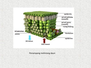 Penampang melintang daun
 