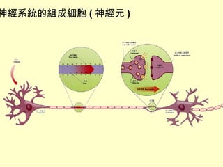 神經系統的組成細胞 ( 神經元 ) 