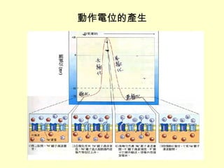 動作電位的產生 