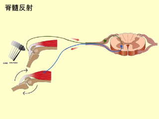 脊髓反射 