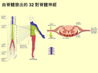 由脊髓發出的 32 對脊髓神經 