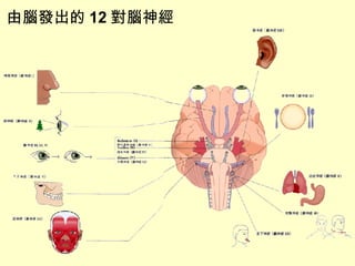 由腦發出的 12 對腦神經 