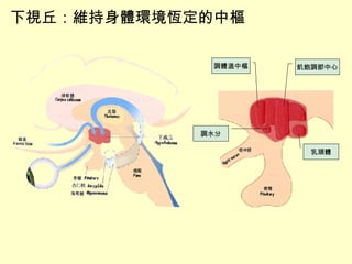 下視丘 ：維持身體環境恆定的中樞 乳頭體 飢飽調節中心 調體溫中樞 調水分 
