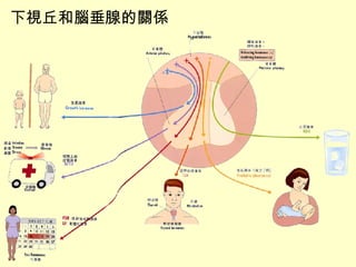 下視丘和腦垂腺的關係 