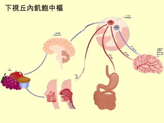 下視丘內飢飽中樞 