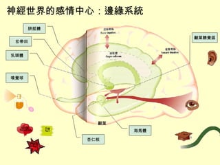 神經世界的感情中心：邊緣系統 胼胝體 扣帶回 乳頭體 嗅覺球 顳葉聽覺區 海馬體 杏仁核 顳葉 