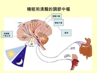 睡眠和清醒的調節中樞 視網膜 下視丘束 藍斑 睡眠中樞 清醒中樞 