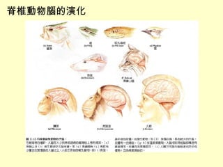 脊椎動物腦的演化 