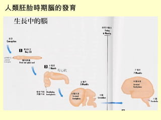 人類胚胎時期腦的發育 