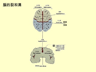 腦的裂和溝 額葉 頂葉 