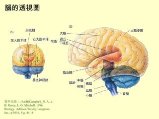 腦的透視圖 資料來源： (A)(B)Campbell, N. A., J. B. Reece, L. G. Mitchell. 1996. Biology. Addison Wesley Longman, Inc., p.1016, Fig. 44.18 