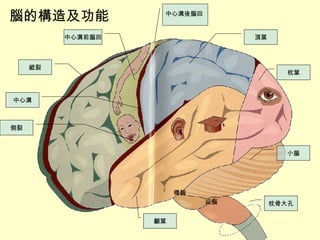 腦的構造及功能 頂葉 中心溝前腦回 縱裂 側裂 中心溝 顳葉 小腦 枕葉 枕骨大孔 橋腦 延腦 中心溝後腦回 