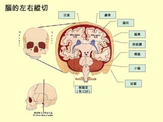 腦的左右縱切 腦回 腦溝 胼胝體 橋腦 小腦 延腦 側腦室 ( 有 CSF) 灰質 顱骨 