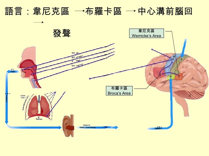 大腦的奧秘 大腦的奧秘