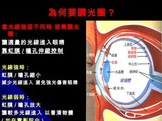 為何要調光圈為何要調光圈 ??
當光線強弱不同時 就需調光當光線強弱不同時 就需調光
圈圈 ::
讓適量的光線進入眼睛讓適量的光線進入眼睛
靠虹膜靠虹膜 // 瞳孔伸縮控制瞳孔伸縮控制
光線強時：光線強時：
虹膜虹膜 // 瞳孔縮小瞳孔縮小
減少光線進入 避免強光傷害眼睛減少光線進入 避免強光傷害眼睛
光線弱時：光線弱時：
虹膜虹膜 // 瞳孔放大瞳孔放大
讓較多光線進入 以看清物體讓較多光線進入 以看清物體
 