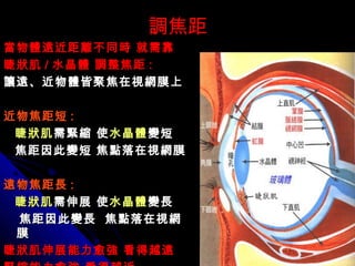 調焦距調焦距
當物體遠近距離不同時 就需靠當物體遠近距離不同時 就需靠
睫狀肌睫狀肌 // 水晶體 調整焦距水晶體 調整焦距 ::
讓遠、近物體皆聚焦在視網膜上讓遠、近物體皆聚焦在視網膜上
近物焦距短近物焦距短 ::
睫狀肌睫狀肌需緊縮 使需緊縮 使水晶體水晶體變短變短
焦距因此變短 焦點落在視網膜焦距因此變短 焦點落在視網膜
遠物焦距長遠物焦距長 ::
睫狀肌睫狀肌需伸展需伸展 使使水晶體水晶體變長變長
焦距因此變長 焦點落在視網焦距因此變長 焦點落在視網
膜膜
睫狀肌伸展能力愈強 看得越遠睫狀肌伸展能力愈強 看得越遠
 