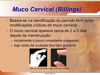 www.bioloja.com
Muco Cervical (Billings)
• Baseia-se na identificação do período fértil pelas
modificações cíclicas do muco cervical.
• O muco cervical aparece cerca de 2 a 3 dias
depois da menstruação:
– inicialmente é pouco consistente e espesso;
– logo antes da ovulação fica bem grudento.
Após a menstruação Logo antes da ovulação
 