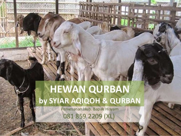6281 859 2209 Call Sms Whatsapp Qurban Kambing Hewan Qurban K