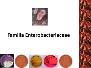 Familia Enterobacteriaceae 