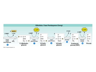 Glikolisis: Fase Pembayaran Energi
2 ATP 2 ATP
2 NADH
2 NAD + 2 H
2 P i
2 ADP
1,3-Bisfosfo-
gliserat
3-Fosfo-
gliserat
2-Fosfo-
gliserat
Fosfoenol-
piruvat (PEP)
Piruvat
2 ADP
2 2 2
2 H2O
Fosfo-
gliserokinase
Fosfo-
gliseromutase
Enolase Piruvat
kinase
6
7 8
9
10
Triosa
fosfat
dehidrogenase
 