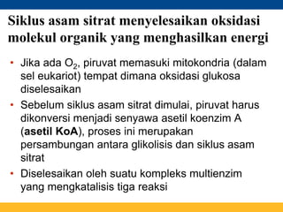 Siklus asam sitrat menyelesaikan oksidasi
molekul organik yang menghasilkan energi
• Jika ada O2, piruvat memasuki mitokondria (dalam
sel eukariot) tempat dimana oksidasi glukosa
diselesaikan
• Sebelum siklus asam sitrat dimulai, piruvat harus
dikonversi menjadi senyawa asetil koenzim A
(asetil KoA), proses ini merupakan
persambungan antara glikolisis dan siklus asam
sitrat
• Diselesaikan oleh suatu kompleks multienzim
yang mengkatalisis tiga reaksi
 