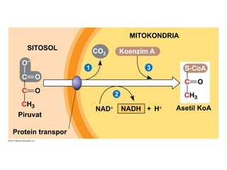 Piruvat
Protein transpor
SITOSOL
MITOKONDRIA
CO2 Koenzim A
NAD + HNADH Asetil KoA
1
2
3
 
