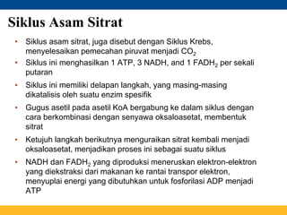 • Siklus asam sitrat, juga disebut dengan Siklus Krebs,
menyelesaikan pemecahan piruvat menjadi CO2
• Siklus ini menghasilkan 1 ATP, 3 NADH, and 1 FADH2 per sekali
putaran
• Siklus ini memiliki delapan langkah, yang masing-masing
dikatalisis oleh suatu enzim spesifik
• Gugus asetil pada asetil KoA bergabung ke dalam siklus dengan
cara berkombinasi dengan senyawa oksaloasetat, membentuk
sitrat
• Ketujuh langkah berikutnya menguraikan sitrat kembali menjadi
oksaloasetat, menjadikan proses ini sebagai suatu siklus
• NADH dan FADH2 yang diproduksi meneruskan elektron-elektron
yang diekstraksi dari makanan ke rantai transpor elektron,
menyuplai energi yang dibutuhkan untuk fosforilasi ADP menjadi
ATP
Siklus Asam Sitrat
 