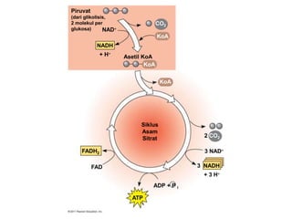 Piruvat
(dari glikolisis,
2 molekul per
glukosa) NAD
NADH
+ H
Asetil KoA
CO2
KoA
KoA
KoA
2 CO2
ADP + P i
FADH2
FAD
ATP
3 NADH
3 NAD
Siklus
Asam
Sitrat
+ 3 H
 