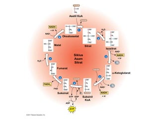NADH
1
Asetil KoA
Sitrat
Isositrat
-Ketoglutarat
Suksinil
KoA
Suksinat
Fumarat
Malat
Siklus
Asam
Sitrat
NAD
NADH
NADH
FADH2
ATP
+ H
+ H
+ H
NAD
NAD
H2O
H2O
ADP
GTP GDP
P i
FAD
3
2
4
5
6
7
8
CoA-SH
CO2
CoA-SH
CoA-SH
CO2
Oksaloasetat
 