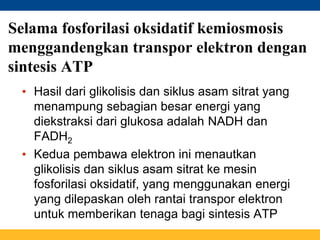 Selama fosforilasi oksidatif kemiosmosis
menggandengkan transpor elektron dengan
sintesis ATP
• Hasil dari glikolisis dan siklus asam sitrat yang
menampung sebagian besar energi yang
diekstraksi dari glukosa adalah NADH dan
FADH2
• Kedua pembawa elektron ini menautkan
glikolisis dan siklus asam sitrat ke mesin
fosforilasi oksidatif, yang menggunakan energi
yang dilepaskan oleh rantai transpor elektron
untuk memberikan tenaga bagi sintesis ATP
 