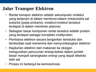 Jalur Transpor Elektron
• Rantai transpor elektron adalah sekumpulan molekul
yang tertanam di dalam membran-dalam mitokondria sel
eukariot (pada prokariot, molekul-molekul tersebut
terdapat di dalam membran plasma)
• Sebagian besar komponen rantai tersebut adalah protein
yang terdapat sebagai kompleks multiprotein
• Pembawa elektron secara bergantian tereduksi dan
teroksidasi saat menerima dan menyumbangkan elektron
• Kejatuhan elektron dari makanan ke oksigen
menguraikan penurunan energi-bebas dalam jumlah
besar menjadi serangkaian energi yang dapat dikelola
oleh sel
• Proses ini berlanjut ke kemiosmosis
 