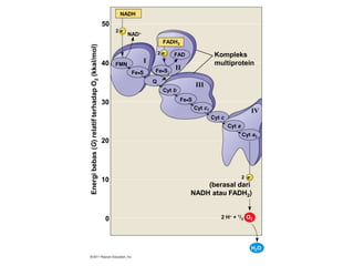 NADH
FADH2
2 H + 1/2 O2
2 e
2 e
2 e
H2O
NAD
Kompleks
multiprotein
(berasal dari
NADH atau FADH2)
I
II
III
IV
50
40
30
20
10
0
Energibebas(G)relatifterhadapO2(kkal/mol)
FMN
FeS FeS
FAD
Q
Cyt b
Cyt c1
Cyt c
Cyt a
Cyt a3
FeS
 