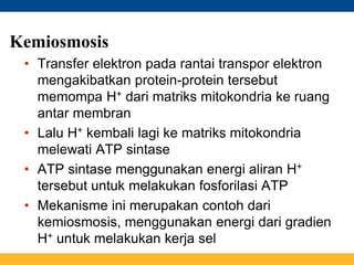 Kemiosmosis
• Transfer elektron pada rantai transpor elektron
mengakibatkan protein-protein tersebut
memompa H+ dari matriks mitokondria ke ruang
antar membran
• Lalu H+ kembali lagi ke matriks mitokondria
melewati ATP sintase
• ATP sintase menggunakan energi aliran H+
tersebut untuk melakukan fosforilasi ATP
• Mekanisme ini merupakan contoh dari
kemiosmosis, menggunakan energi dari gradien
H+ untuk melakukan kerja sel
 