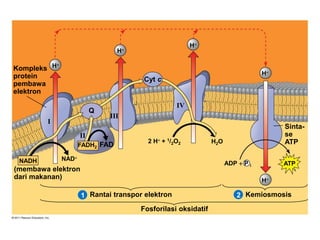Kompleks
protein
pembawa
elektron
(membawa elektron
dari makanan)
Rantai transpor elektron
Fosforilasi oksidatif
Kemiosmosis
Sinta-
se
ATP
I
II
III
IV
Q
Cyt c
FADFADH2
NADH ADP  P i
NAD
H
2 H + 1/2O2
H
H
H
21
H
H2O
ATP
 
