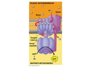 RUANG ANTARMEMBRAN
Rotor
Stator
H
Tangkai
internal
Knop
katalitik
ADP
+
P i ATP
MATRIKS MITOKONDRIA
 